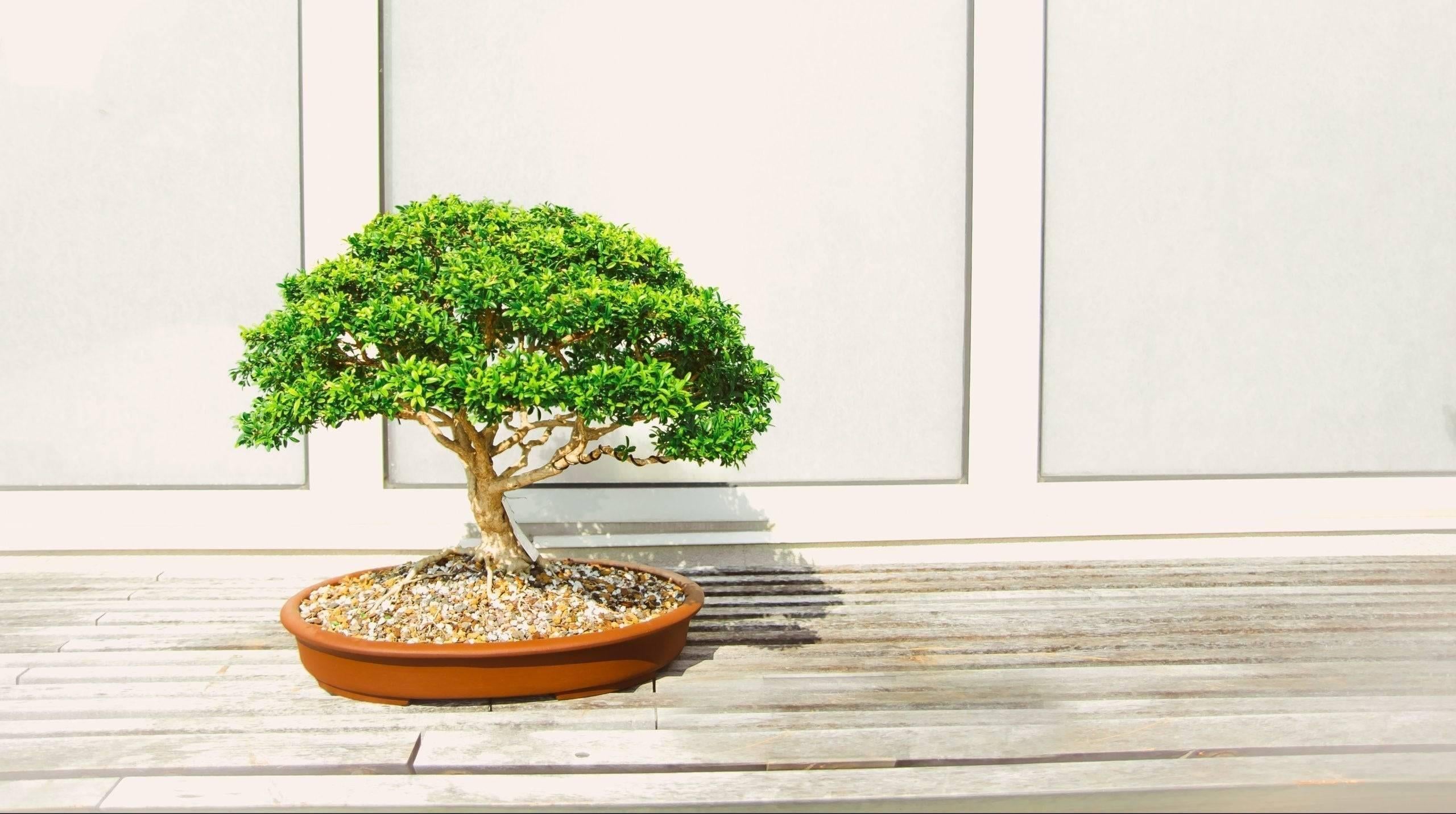 Comment entretenir un bonsaï – un guide complet