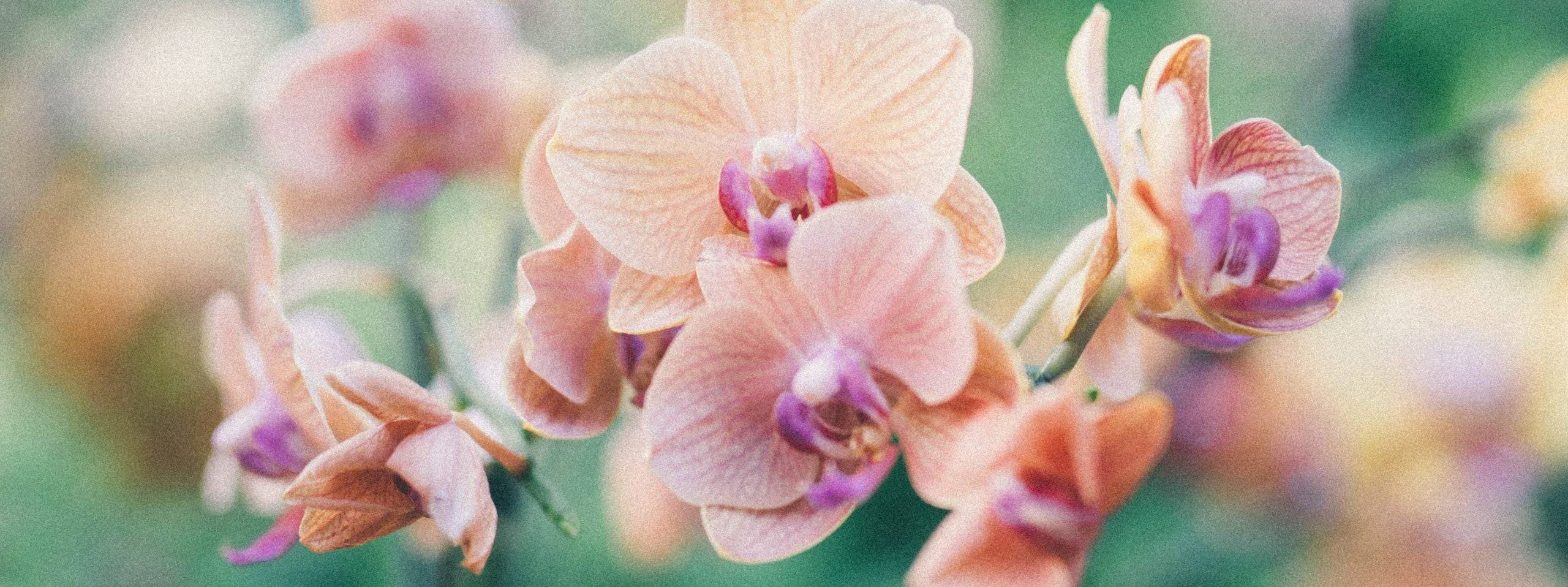 Conseils et astuces pour prendre soin des orchidées