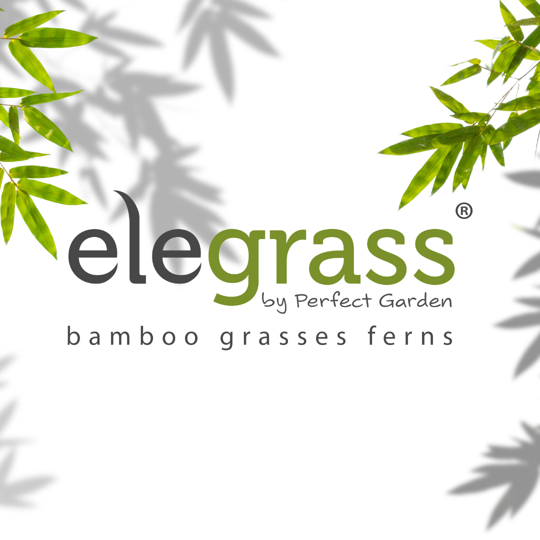 Elegrass-Botanicly