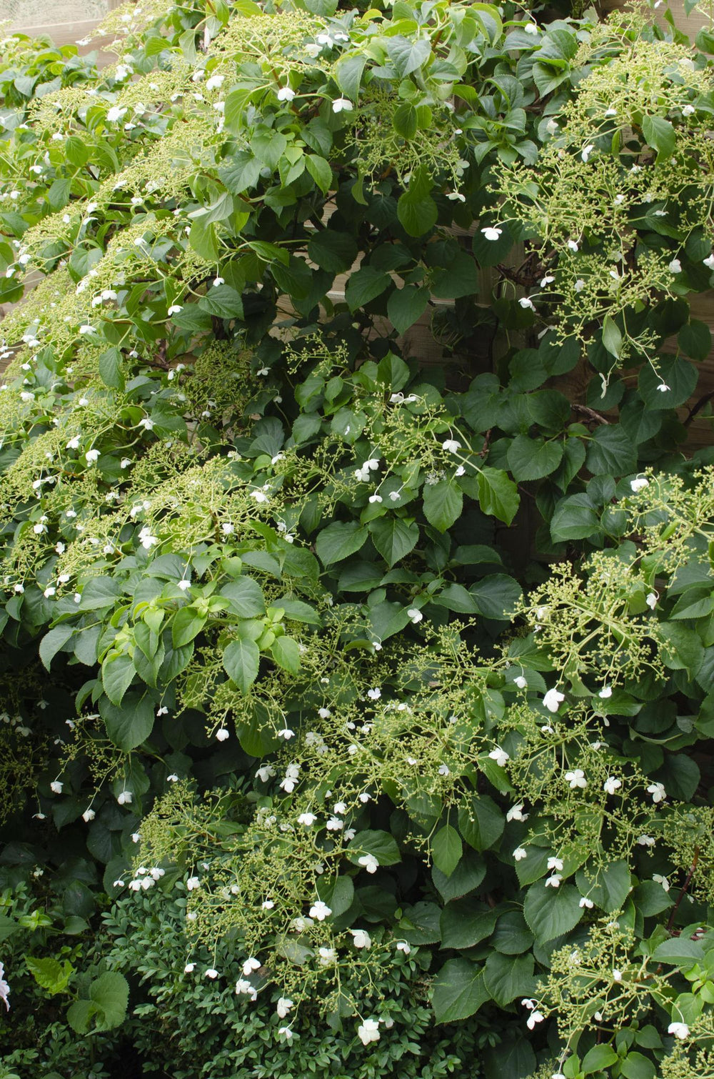 3x - Hydrangea petiolaris - ↨65cm - Ø15-Plant-Botanicly