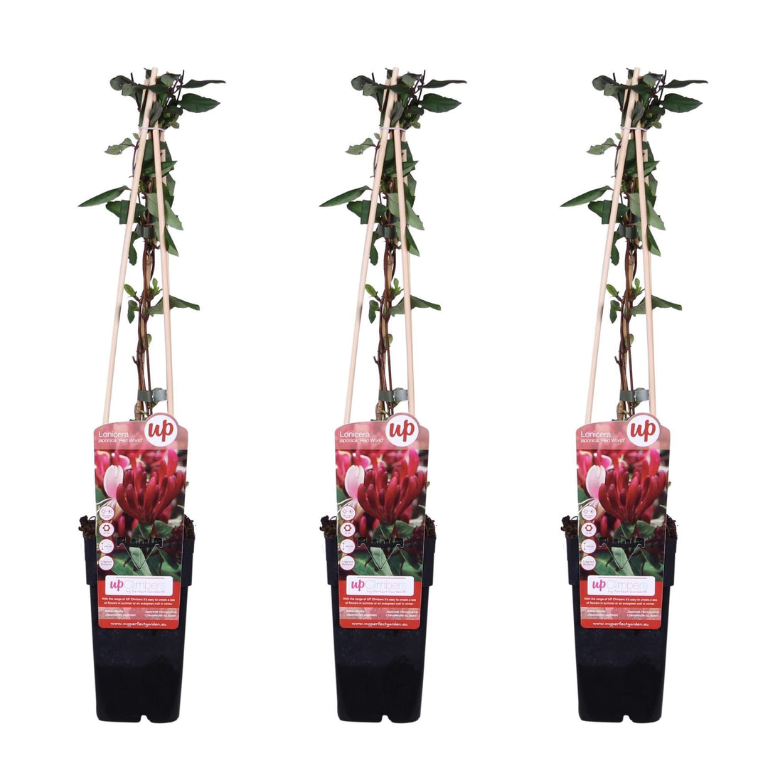 3x - Lonicera japonica 'Red World' - ↨65cm - Ø15-Plant-Botanicly