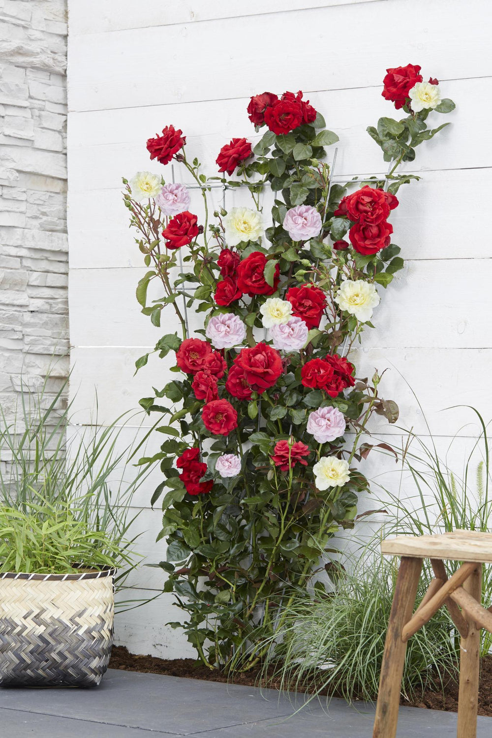 3x - Rosa Crazy in love 'Pink' - ↨65cm - Ø15-Plant-Botanicly