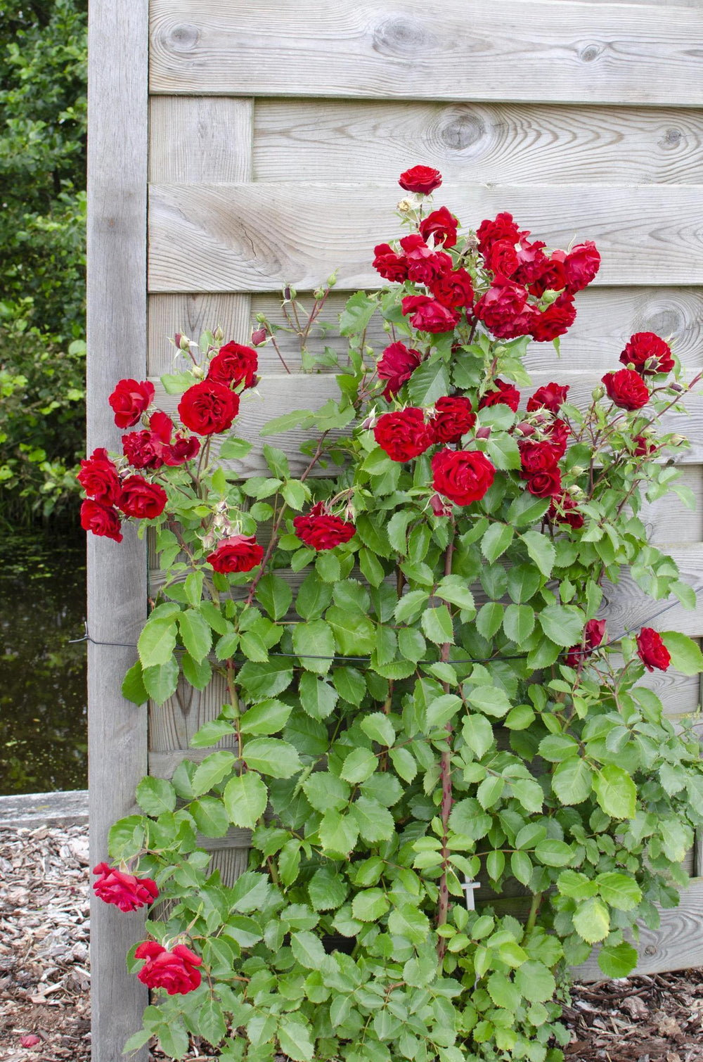 3x - Rosa Crazy in love 'Red' - ↨65cm - Ø15-Plant-Botanicly