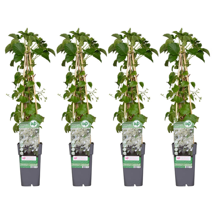 4x - Hydrangea petiolaris - ↨65cm - Ø15-Plant-Botanicly