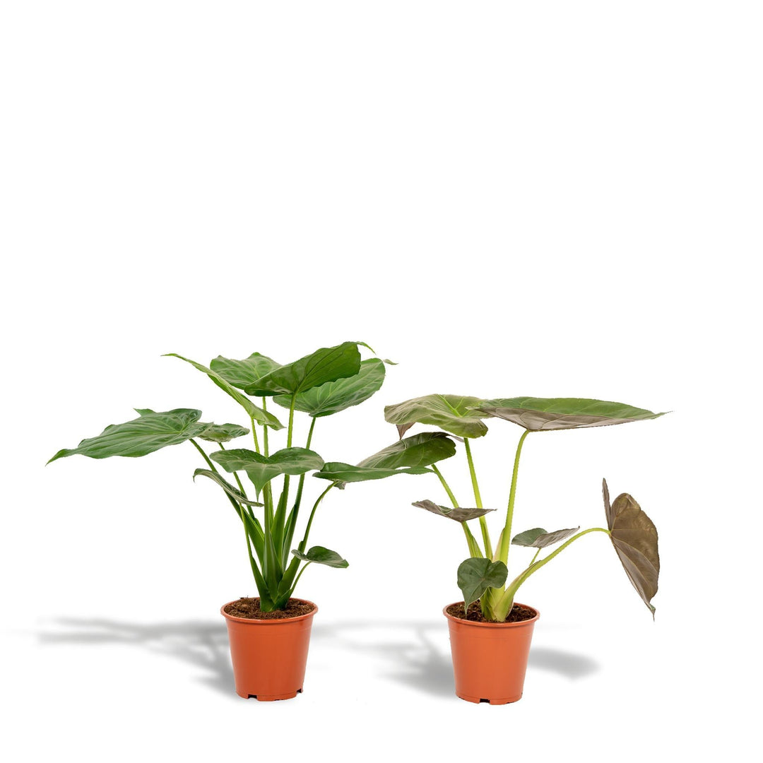 Alocasia Cucullata - ↨60cm,Ø19cm - Alocasia Wentii - ↨60cm,Ø19cm-Plant-Botanicly