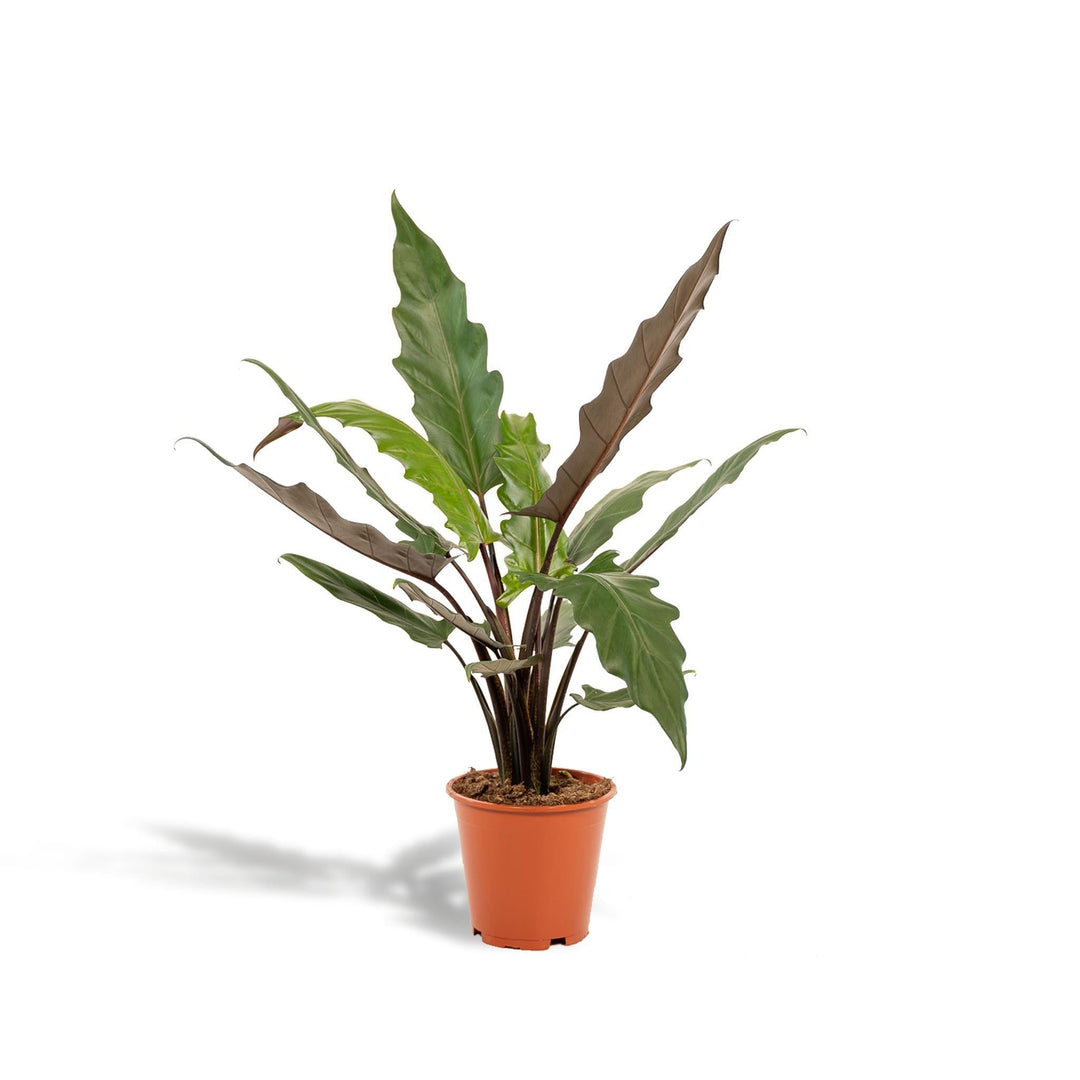 Alocasia Lauterbachiana - ↨80cm - Ø19cm-Plant-Botanicly