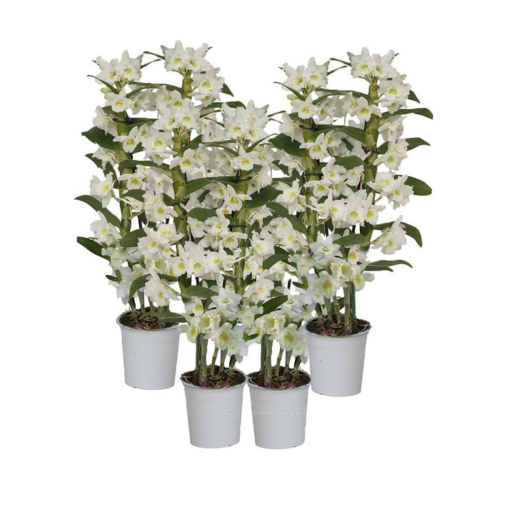 Belina die Bambus Orchidee-Topfpflanzen-Botanicly