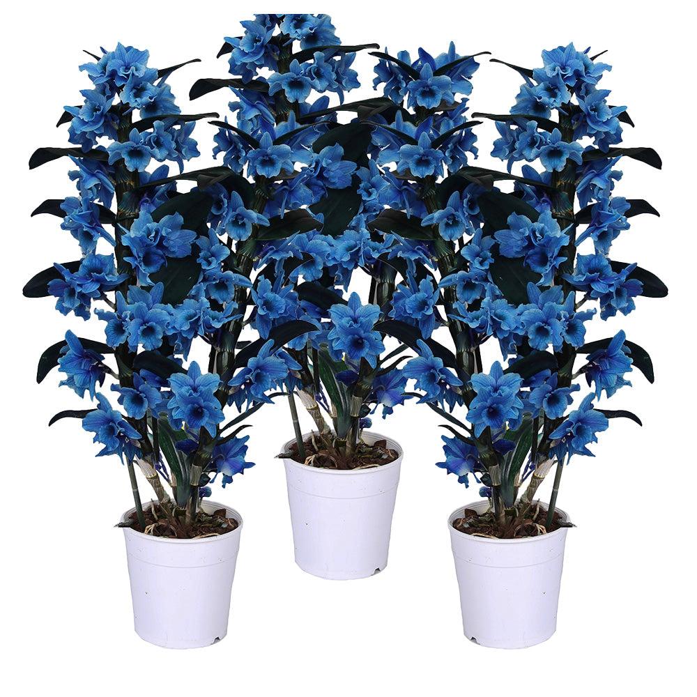 Benita die Bambusorchidee Blau Gefärbt-Topfpflanzen-Botanicly