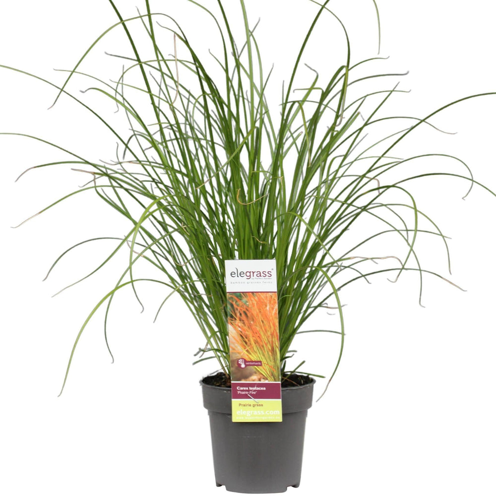 Carex testacea 'Prairie Fire' - ↨30cm - Ø14-Plant-Botanicly