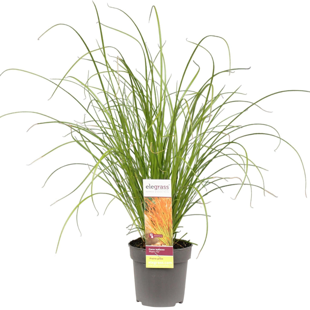Carex testacea 'Prairie Fire' - ↨30cm - Ø14-Plant-Botanicly