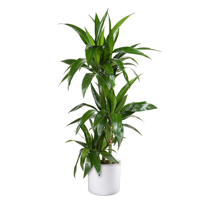 Drachenbaum (Dracaena Fragrans Janet Craig) - Nachhaltige Zimmerpflanzen kaufen Botanicly Foto 4