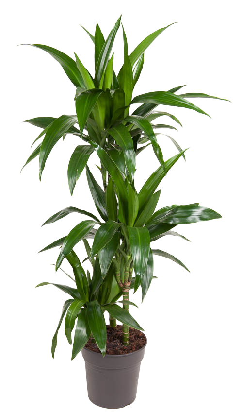 Drachenbaum (Dracaena Fragrans Janet Craig) - Nachhaltige Zimmerpflanzen kaufen Botanicly Foto 1