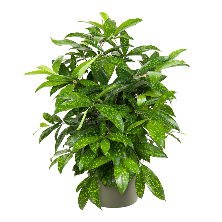 Drachenbaum (Dracaena surculosa) - Nachhaltige Zimmerpflanzen kaufen Botanicly Foto 6