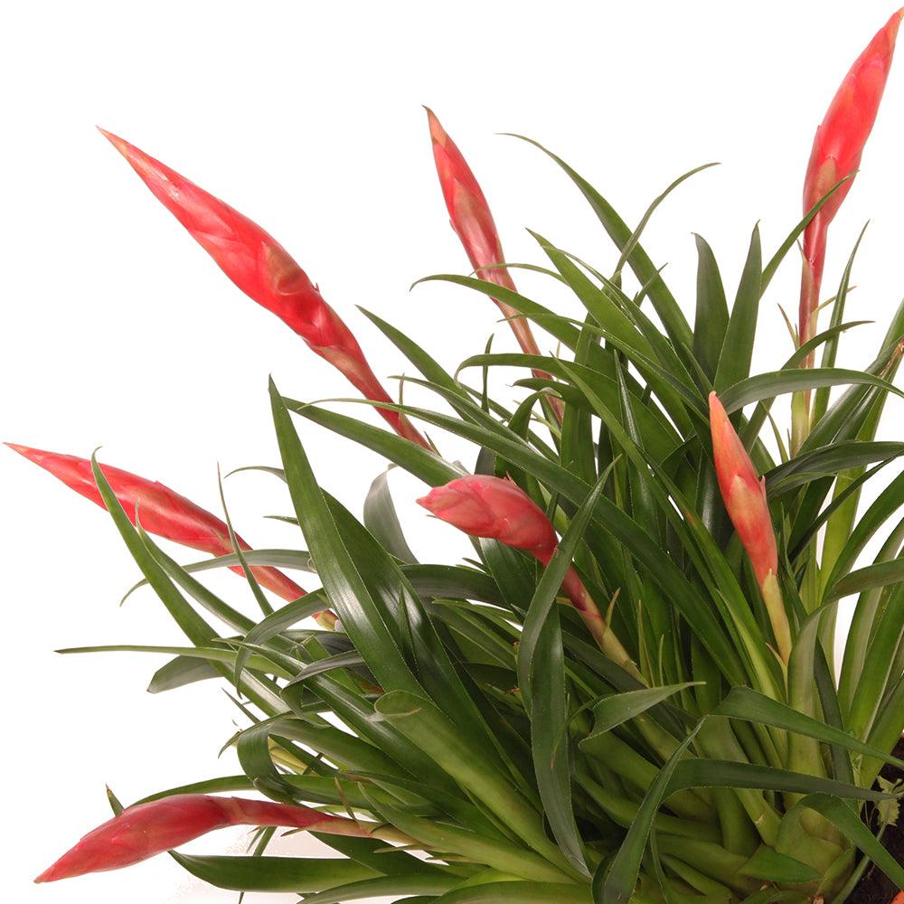  (Vriesea Multiflora Astrid) - Nachhaltige Zimmerpflanzen kaufen Botanicly Foto 2