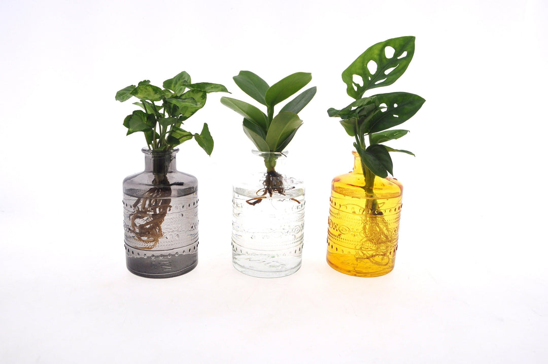 Hydroponiepflanzen In Salinas Cozy Glas (Set van 3 Hydroponie planten in Salinas Cozy glas) - Nachhaltige Zimmerpflanzen kaufen Botanicly Foto 1