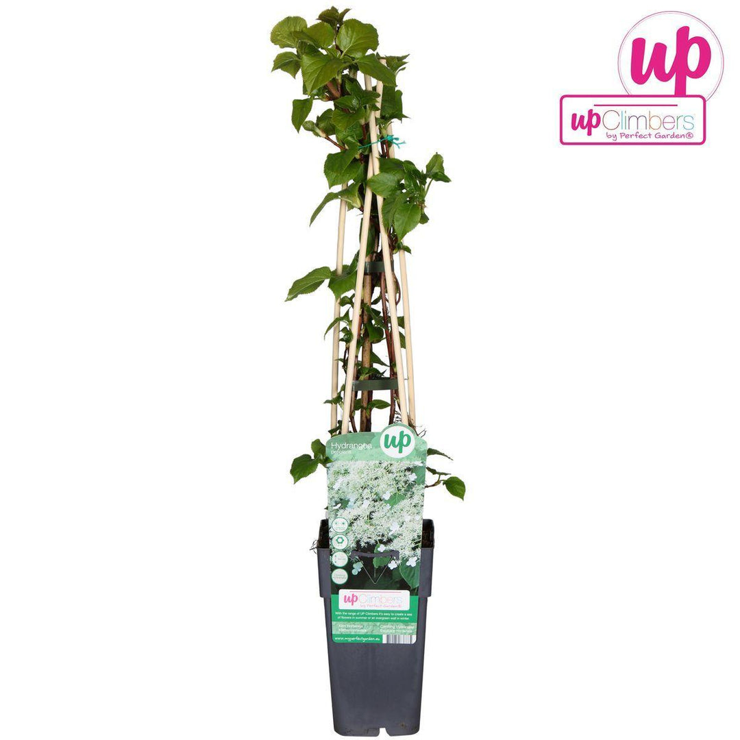 Hydrangea petiolaris - ↨65cm - Ø15-Plant-Botanicly