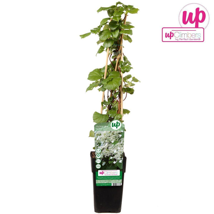 Hydrangea petiolaris - ↨65cm - Ø15-Plant-Botanicly