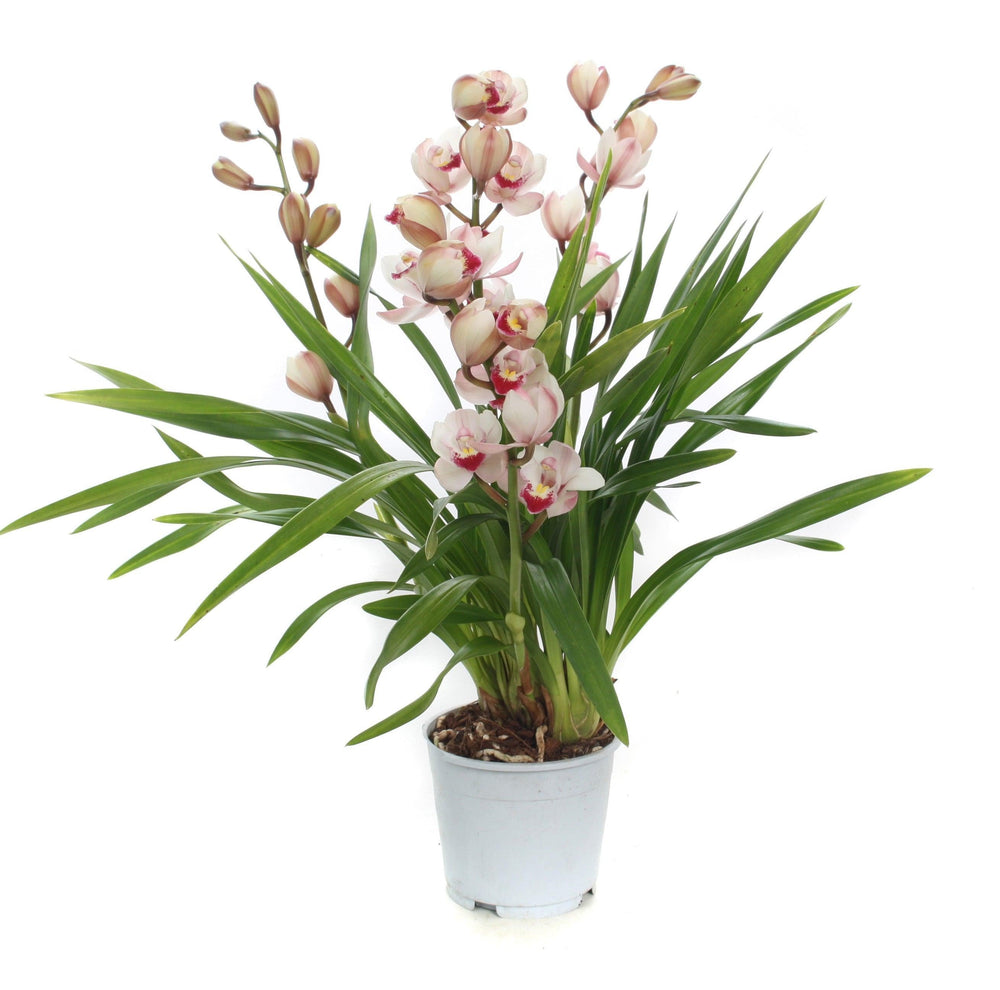 Kahnorchidee (Cymbidium) - Nachhaltige Zimmerpflanzen kaufen Botanicly Foto 2