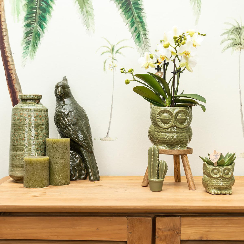 Kolibri Home | Eule Blumentopf - grüner Keramiktopf - Topfgröße Ø6cm-Plant-Botanicly