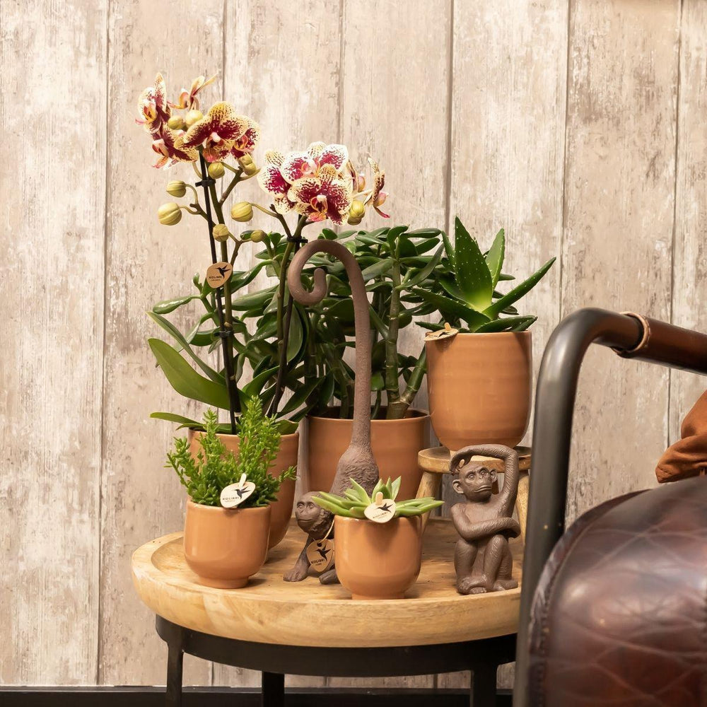 Kolibri Home | Glasierter Blumentopf - Cognacfarbener Keramik-Ziertopf mit Glanz - Topfgröße Ø6cm-Plant-Botanicly