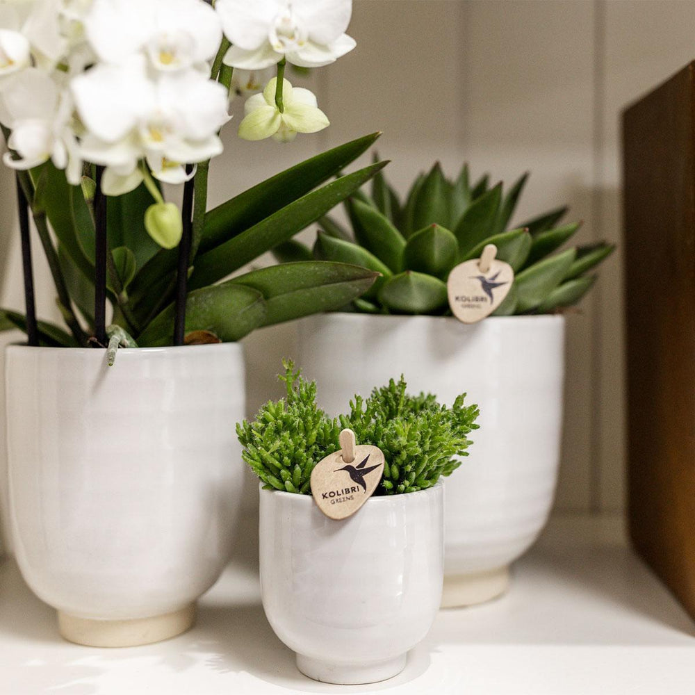 Kolibri Home | Glazed flower pot - White ceramic ornamental pot with gloss-Plant-Botanicly