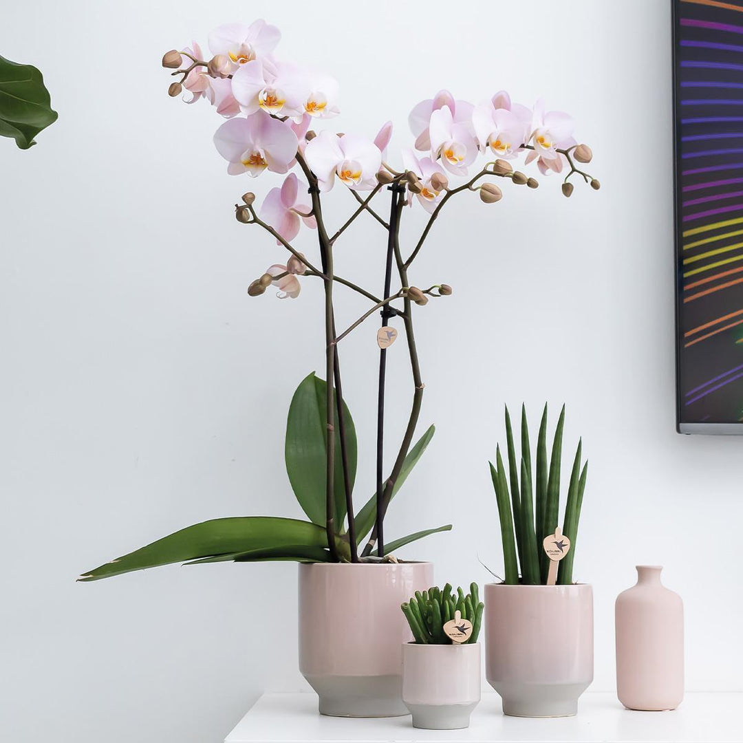 Kolibri Home | Harmony Blumentopf - Nudefarbener Keramiktopf - Topfgröße Ø6cm-Plant-Botanicly