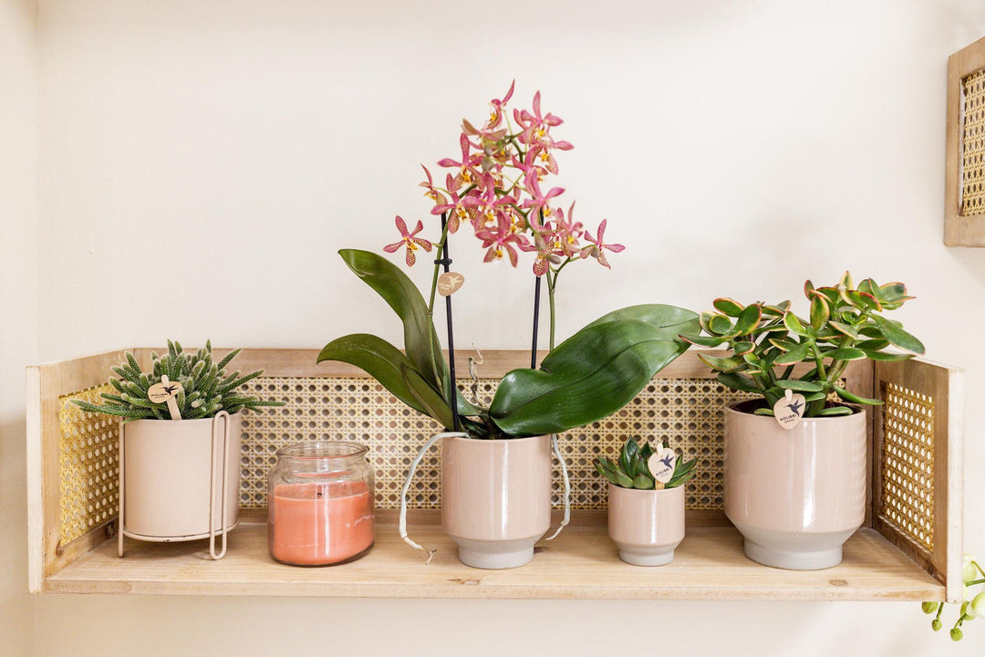 Kolibri Home | Harmony Blumentopf - Sandfarbener dekorativer Keramiktopf - Topfgröße Ø12cm-Plant-Botanicly