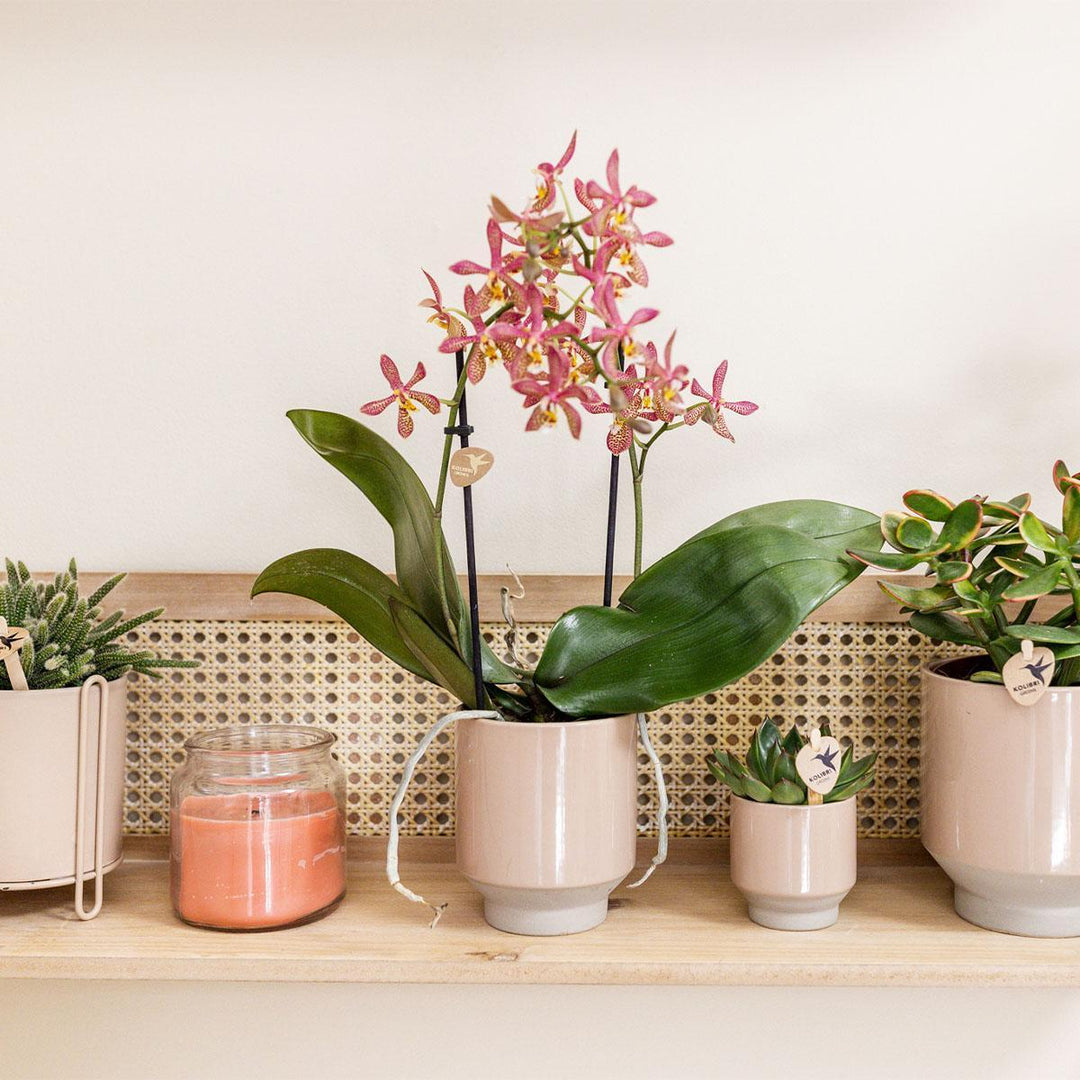 Kolibri Home | Harmony Blumentopf - sandfarbener Keramik-Topf - Topfgröße Ø9cm-Plant-Botanicly