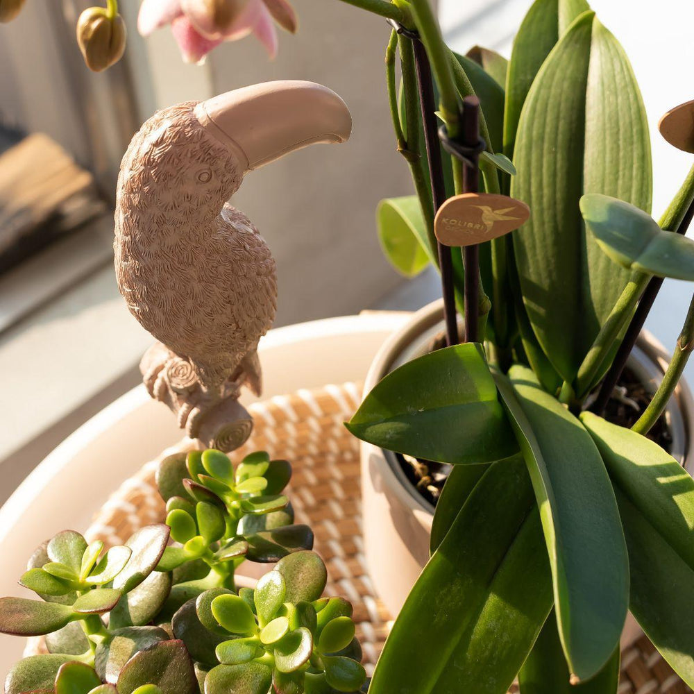 Kolibri Home | Ornament - Deko-Skulptur Tukan nackt-Plant-Botanicly