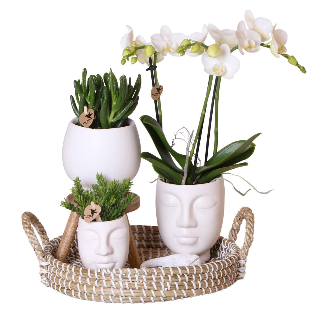 Kolibri Orchideen | Komplettes Pflanzenset Face-2-Face weiß | Grünpflanzen mit weißer Phalaenopsis-Orchidee im weißen Scandic-Dekotopf und weißem Face-2-Face-Dekotopf inkl. Zubehör.-Plant-Botanicly