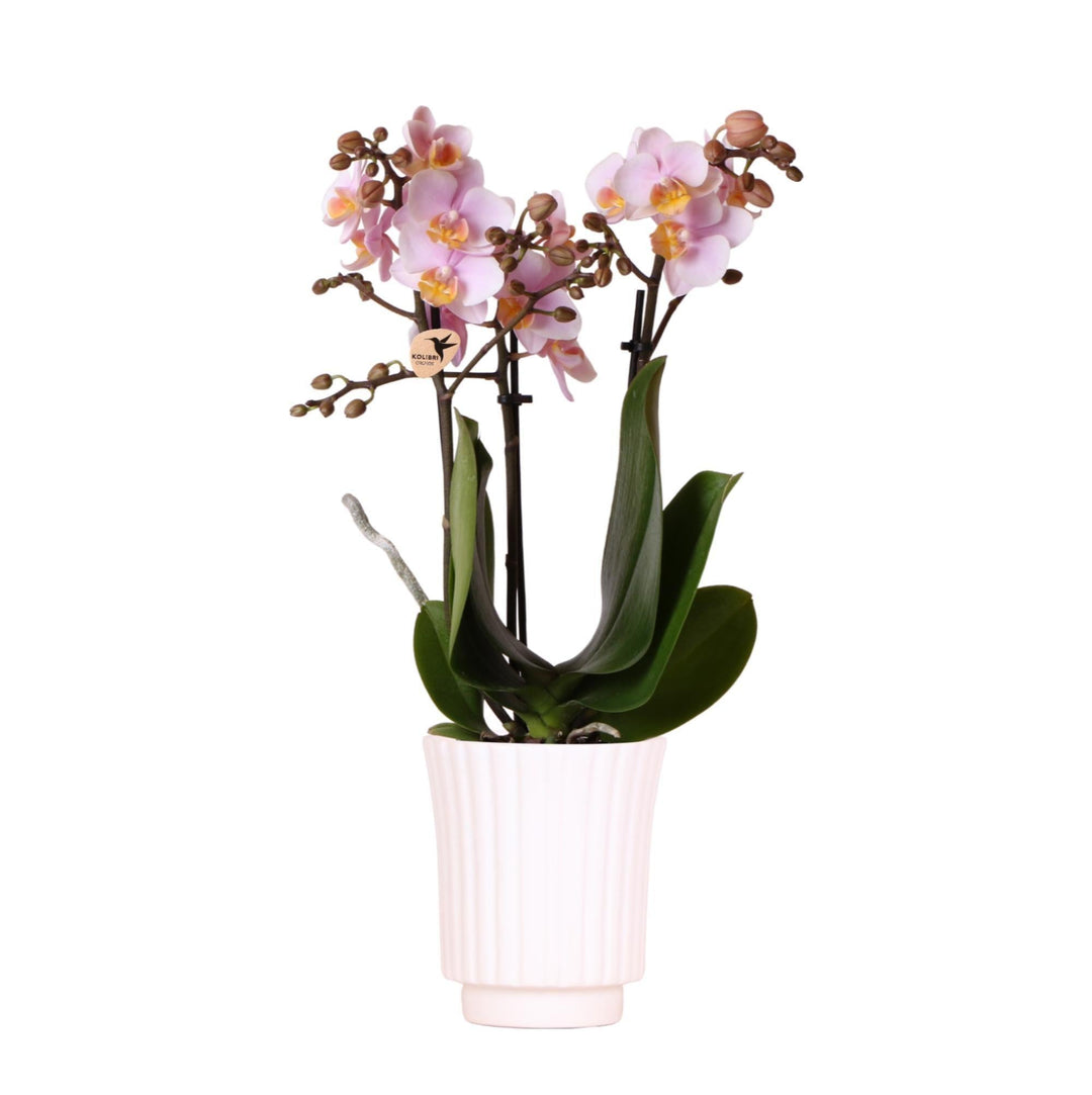 Kolibri Orchideen | rosa Phalaenopsis-Orchidee - Andorra im Retro-Dekotopf weiß - Topfgröße Ø9cm - 40cm hoch | blühende Zimmerpflanze - frisch vom Züchter-Plant-Botanicly
