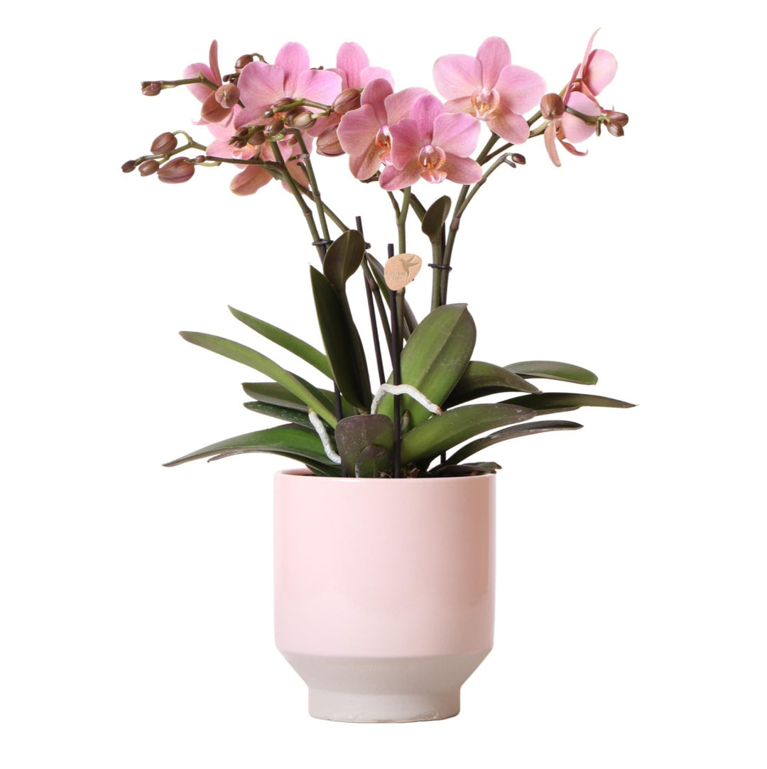 Kolibri Orchids | Altrosa Phalaenopsis-Orchidee Jewel Treviso in nudefarbenem Harmony-Topf - Ø12cm-Plant-Botanicly