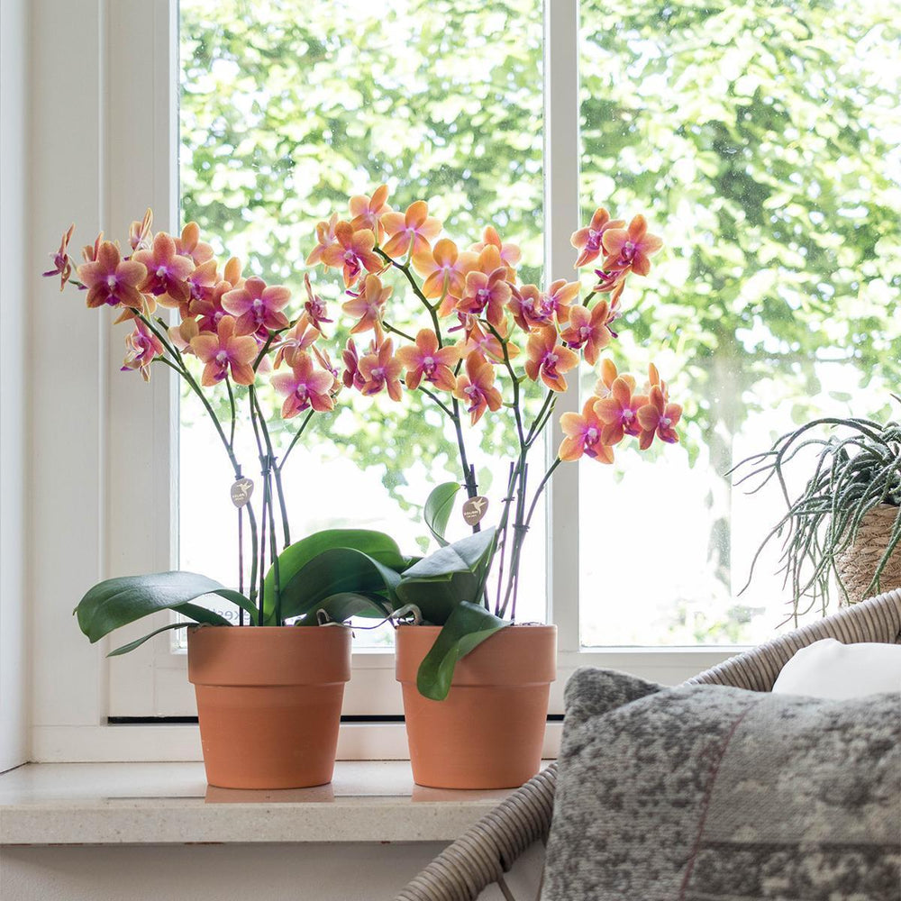 Kolibri Orchids | Orange duftende Phalaenopsis-Orchidee im terrakottafarbenen Scandic-Topf - Topfgröße Ø12cm-Plant-Botanicly