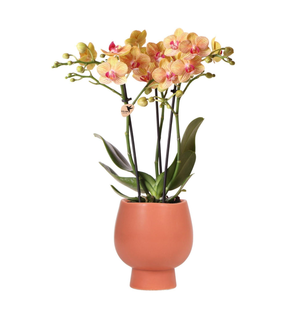 Kolibri Orchids | Orange Phalaenopsis Orchidee - Jamaika + Scandic Ziertopf Terracotta - Topfgröße Ø9cm - 45cm hoch | blühende Zimmerpflanze im Blumentopf - frisch vom Züchter-Plant-Botanicly