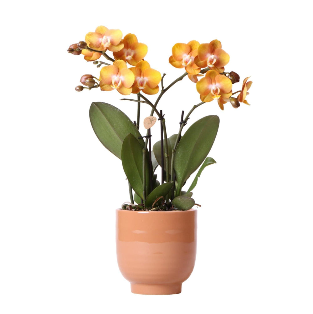 Kolibri Orchids | Orange Phalaenopsis-Orchidee Las Vegas im cognacfarbenen glasierten Topf - Topfgröße Ø12cm-Plant-Botanicly