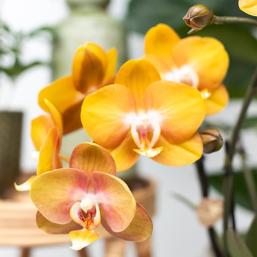 Kolibri Orchids | Orange Phalaenopsis-Orchidee Las Vegas im goldenen Groove-Ziertopf - Ø12cm-Plant-Botanicly