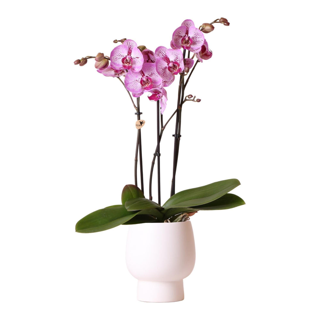 Kolibri Orchids | Rosa Phalaenopsis Diamant Melody Orchidee im weißen Scandic Topf - Topfgröße Ø12cm-Plant-Botanicly