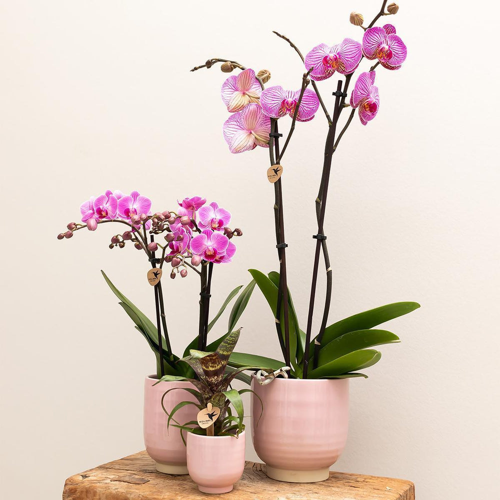 Kolibri Orchids | Rosa Phalaenopsis Orchidee Diamond Melody im rosa glasierten Ziertopf - Topfgröße Ø12cm-Plant-Botanicly