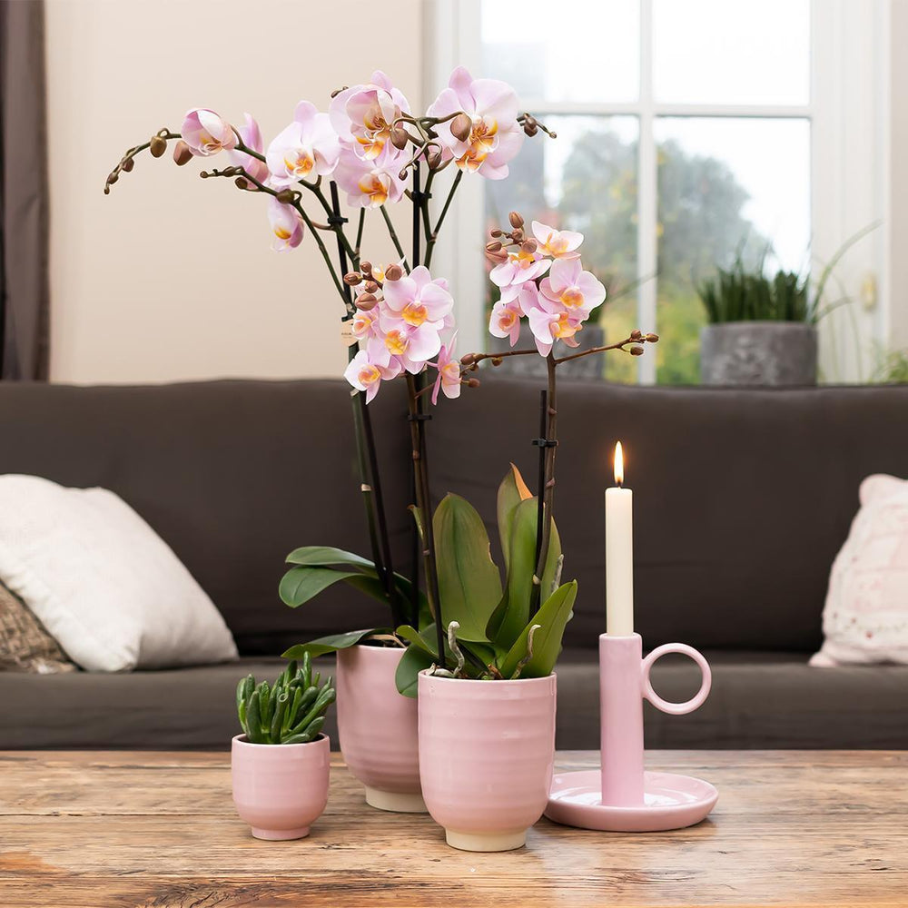 Kolibri Orchids | Rosa Phalaenopsis-Orchidee im rosa glasierten Topf - Topfgröße Ø12cm-Plant-Botanicly