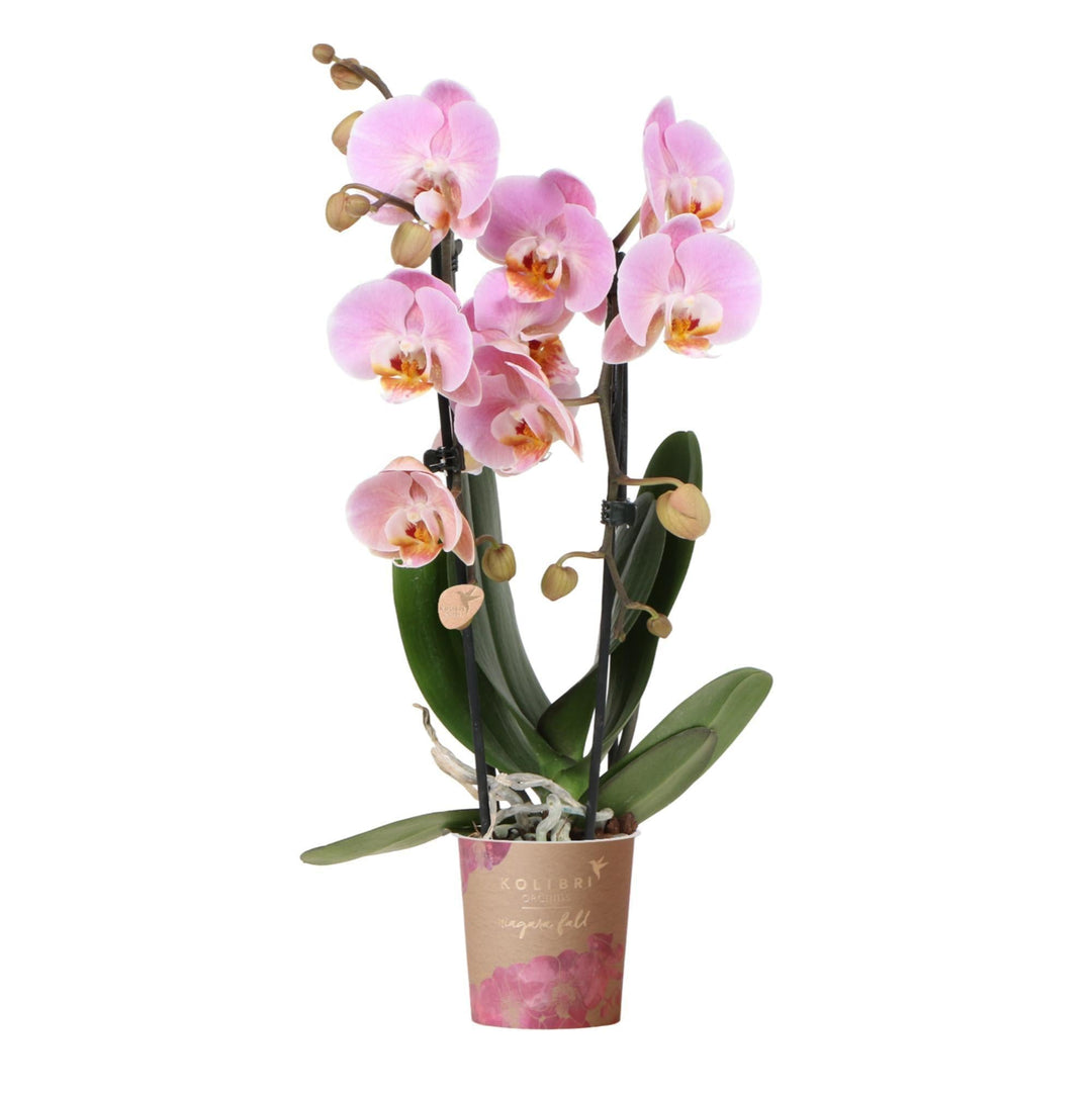 Kolibri Orchids | rosa Phalaenopsis Orchidee - Niagara Fall - Topfgröße Ø9cm | blühende Zimmerpflanze - frisch vom Züchter-Plant-Botanicly