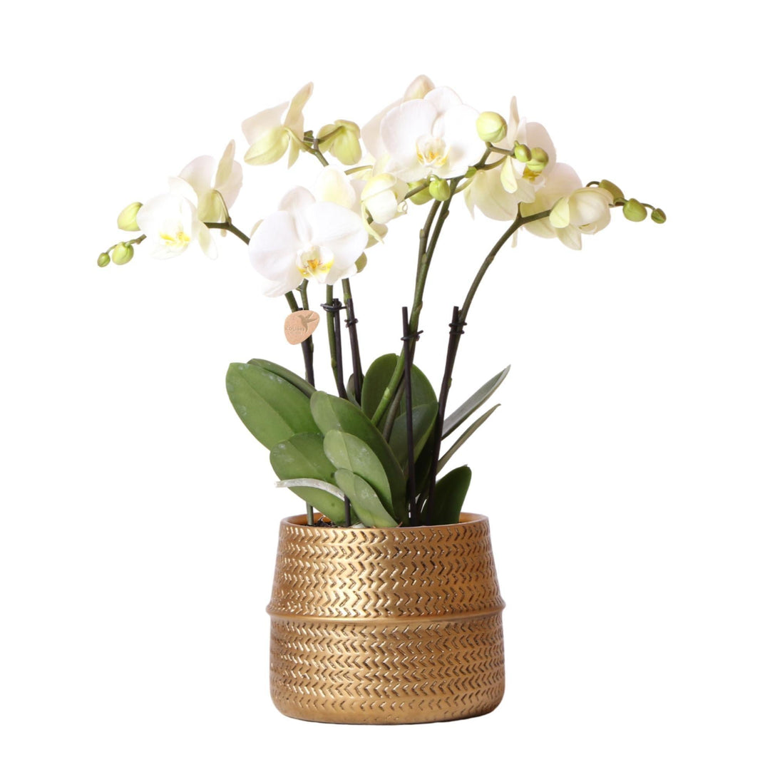 Kolibri Orchids | Weiße Phalaenopsis Jewel Ghent  Orchidee im goldfarbenen Groove Ziertopf - Topfgröße Ø12cm-Plant-Botanicly