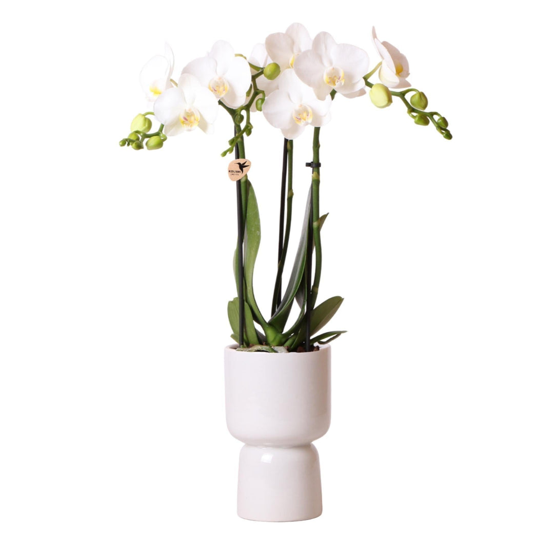 Kolibri Orchids | weiße Phalaenopsis Orchidee - Amabilis + Trophy Ziertopf grau - Topfgröße Ø9cm - 40cm hoch | blühende Zimmerpflanze im Blumentopf - frisch vom Züchter-Plant-Botanicly