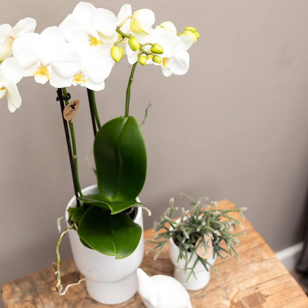 Kolibri Orchids | weiße Phalaenopsis Orchidee - Amabilis + Trophy Ziertopf grau - Topfgröße Ø9cm - 40cm hoch | blühende Zimmerpflanze im Blumentopf - frisch vom Züchter-Plant-Botanicly