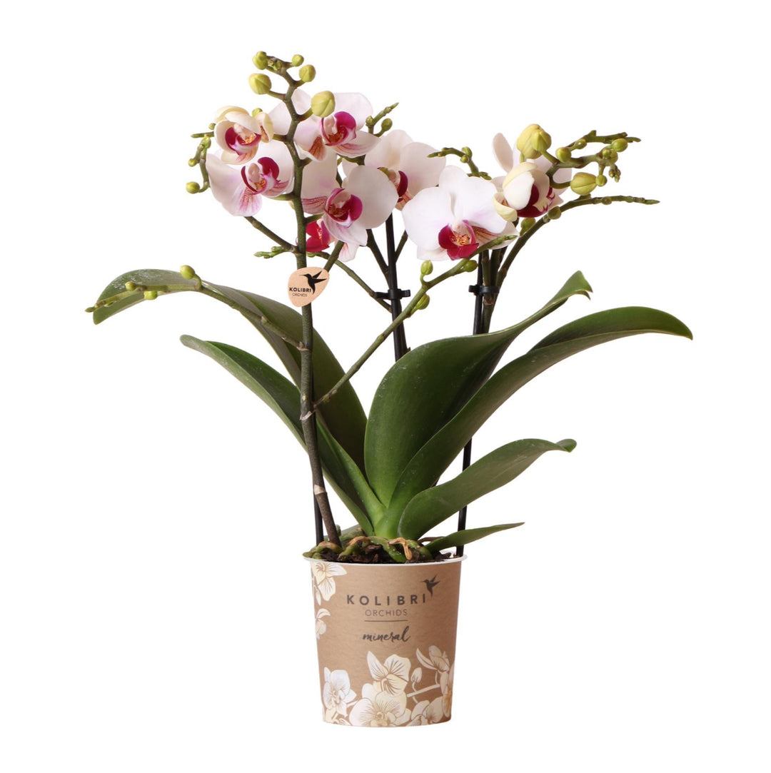 Kolibri Orchids | Weiße Phalaenopsis-Orchidee - Mineral Gibraltar - Topfgröße Ø9cm | blühende Zimmerpflanze - frisch vom Züchter-Plant-Botanicly