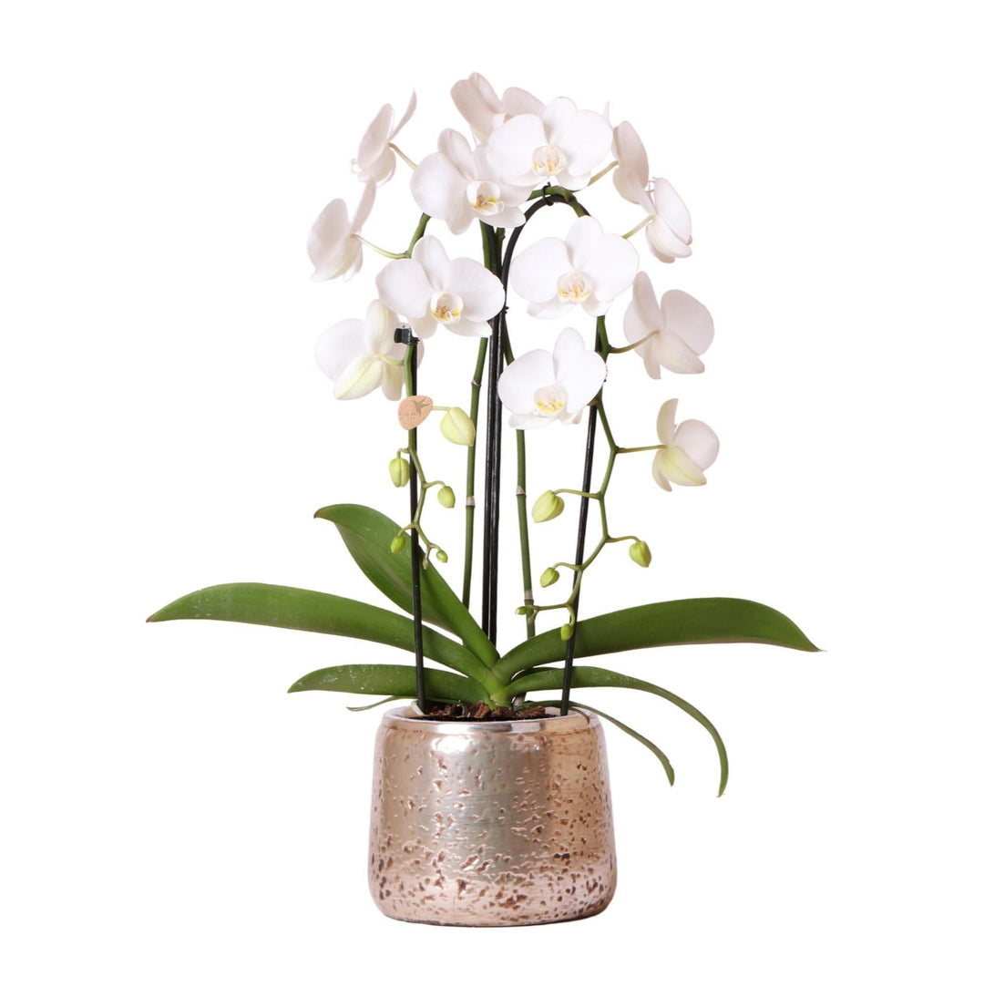 Kolibri Orchids | Weiße Phalaenopsis-Orchidee Niagara Fall im silbernen Luxus-Dekotopf - Ø12cm-Plant-Botanicly