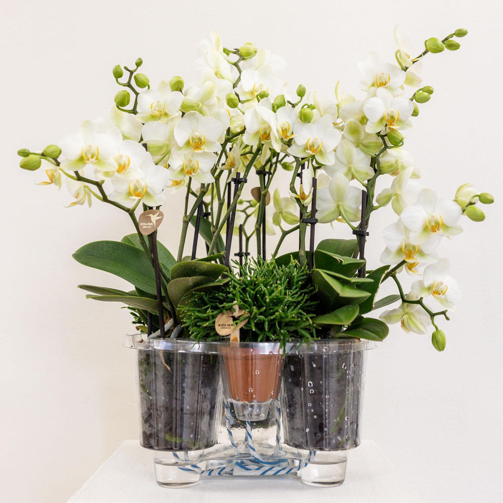 Kolibri Orchids | weißes Pflanzenset im Baumwollkorb inkl. Wassertank | drei weiße Orchideen Lausanne 9cm und drei Grünpflanzen Rhipsalis | Dschungelstrauß weiß mit autarkem Wassertank-Plant-Botanicly