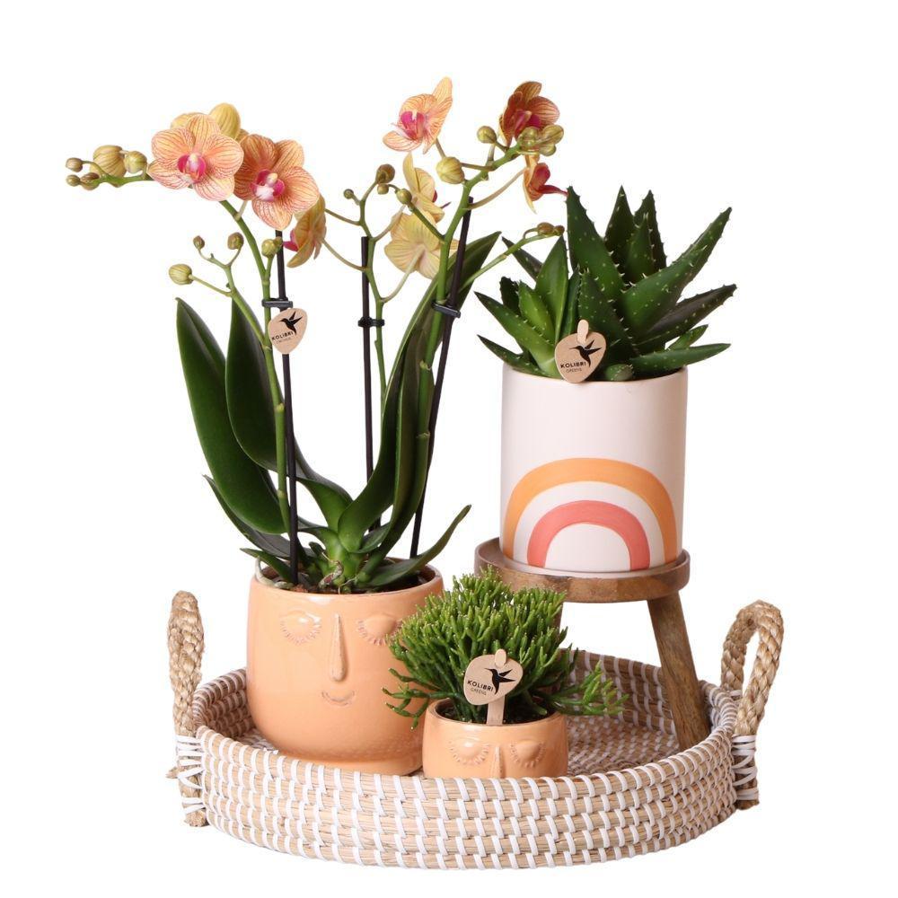 Komplettes Pflanzenset Happy Face | Grünes Pflanzenset mit orangefarbener Phalaenopsis Orchidee und inkl. Keramik-Ziertöpfen-Plant-Botanicly