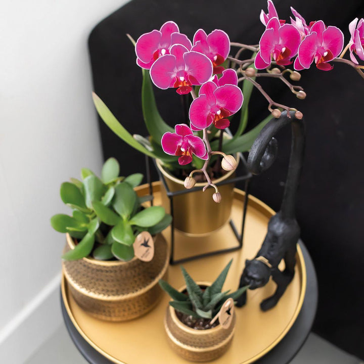 Komplettes Pflanzenset Hotel Chic - lila | Grünpflanzen mit lila Phalaenopsis-Orchidee inkl. Keramik-Ziertöpfe und Zubehör-Plant-Botanicly