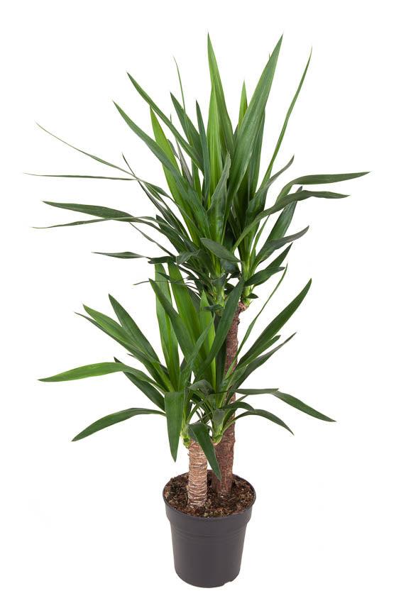 Palmlilie (Yucca elephantipes) - Nachhaltige Zimmerpflanzen kaufen Botanicly Foto 1