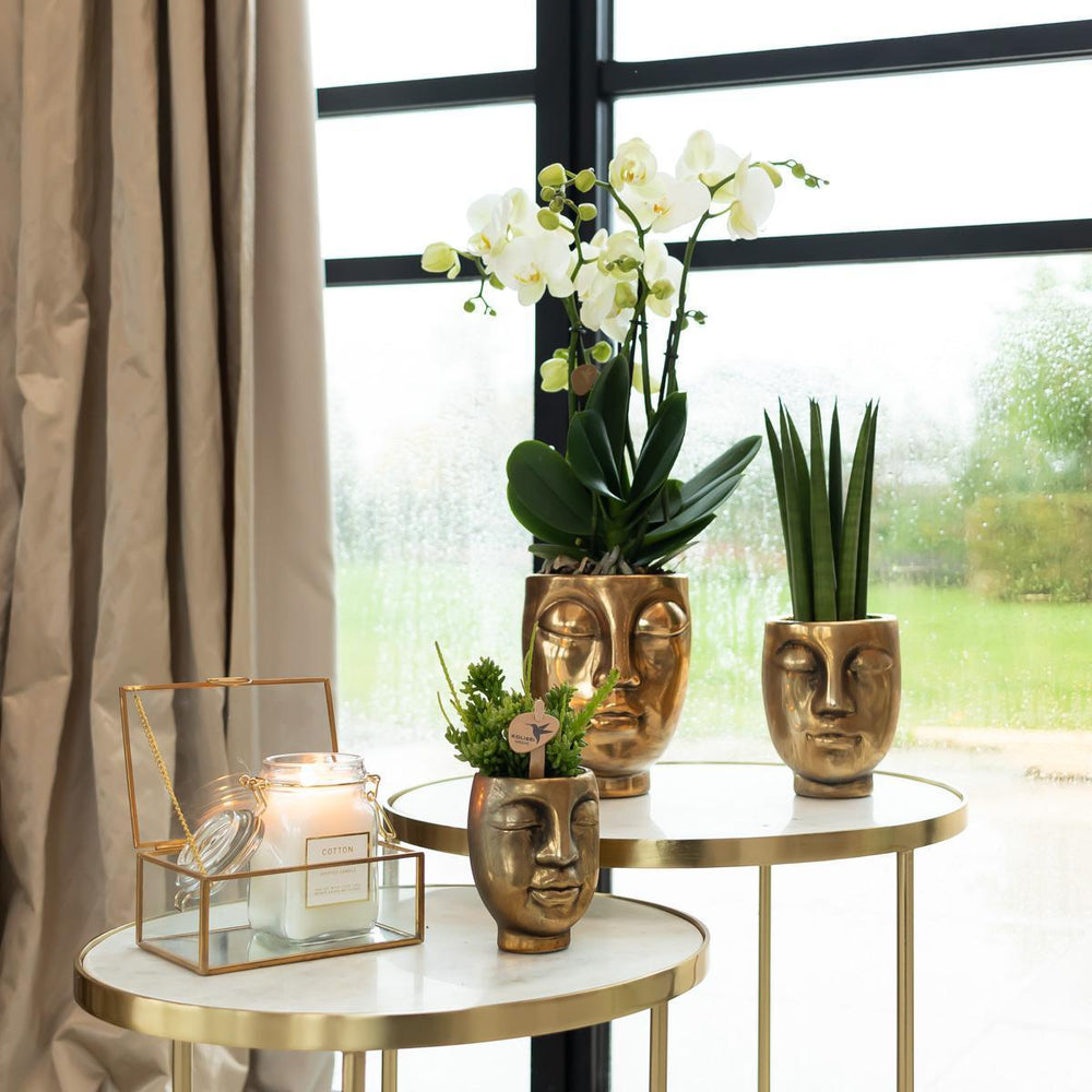Pflanzenset Face-2-face gold | Set mit weißer Phalaenopsis Orchidee Ø9cm und grüner Sukkulente Ø6cm | inkl. Keramik-Ziertöpfe-Plant-Botanicly